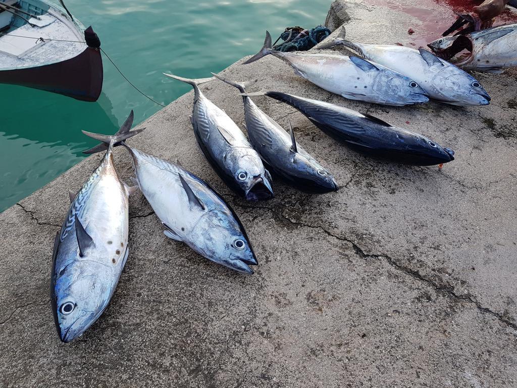 Coco Villa Thoddoo Buitenkant foto